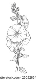 Detailed and colorful illustration of a lush green mallow branch with many leaves and bright inflorescences. Elegant image of hollyhock flowers