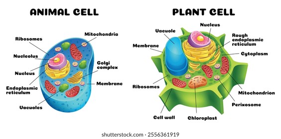 A detailed comparison of diagrams illustrating the differences between animal and plant cells