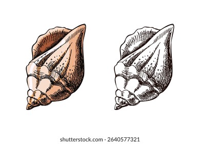 Detailed conch shell illustration in hand drawn vintage style. Includes pastel peach version and monochrome option. Great for marine themes, packaging, prints, and educational materials.