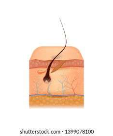 Detailed Cross Section of Human Skin with Capillary, Epidermis Layout, Fat, Follicle and Grown Hair Isolated on White Background. Medicine, Anatomy Aid 3D Vector Realistic Illustration, Clip Art, Icon