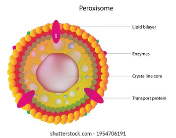 detailed cross sectional view of peroxisome (Structure of peroxisome), peroxysome, is  are oxidative organelles. Frequently, molecular oxygen serves as a co-substrate, from which hydrogen peroxide 
