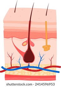 Detaillierter Querschnitt menschlicher Hautschichten. Zeigt Haarfollikel, Schweißdrüse, Epidermis, Dermis. Erziehende Hautanatomie, Vektorgrafik.