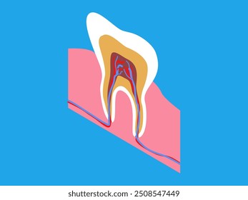 Ilustração detalhada de um dente, destacando o nervo, polpa, esmalte e tecido gengival circundante, útil para a educação dentária e compreensão da anatomia oral.