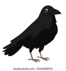 Detailed crow stands alert isolated bird illustration graphic