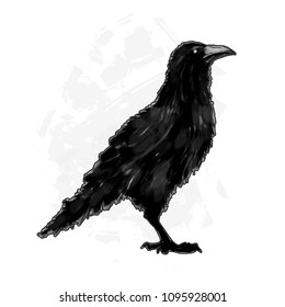 Detailed crows painted in ink on a white background. Crow wings, grunge. A detailed raven with wings. Shades of gray.