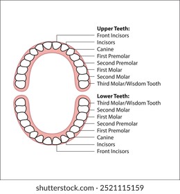 Ilustração detalhada da carta dentária mostrando a anatomia dos dentes superiores e inferiores, incluindo incisivos, caninos, pré-molares e molares. Perfeito para uso educacional, médico e odontológico. 