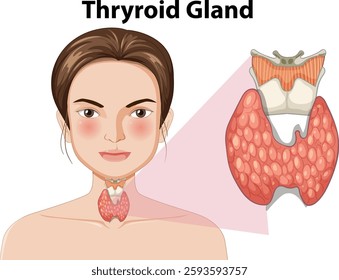 Detailed depiction of the human thyroid gland