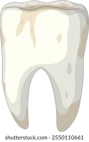 Detailed depiction of a human tooth
