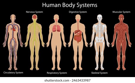 Detailed depiction of various human body systems