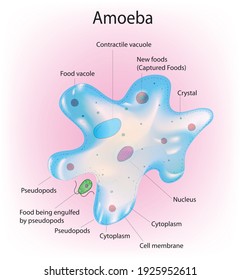 Detailed Diagram Of An Amoeba Cell  