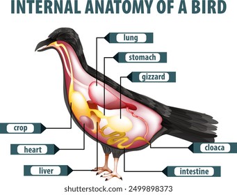 Detailed diagram of bird's internal organs