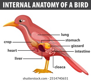 Detailed diagram of bird's internal organs