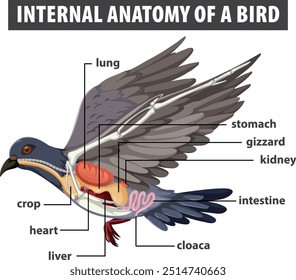 Detailed diagram of bird's internal organs
