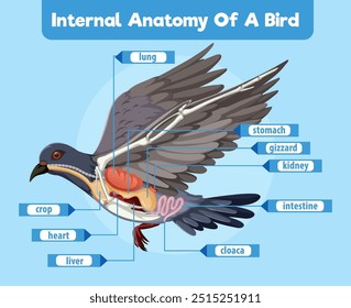 Detailed diagram of bird's internal organs