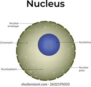 Detailed Diagram of a Cell Nucleus with Labeled Components Design Vector Illustration