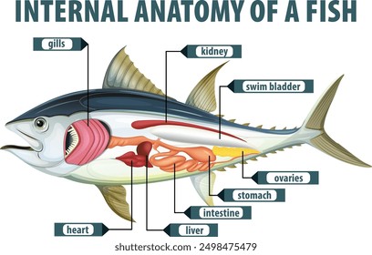 Detailed diagram of fish internal organs