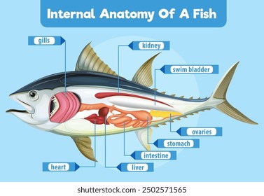 Detailed diagram of fish internal organs