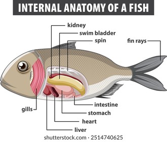 Diagrama detalhado dos órgãos internos dos peixes