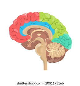 Detailed diagram of the human brain with division into sections