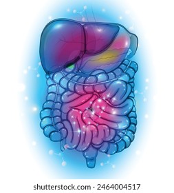 Detailed diagram of the human digestive tract, abstract design, highlighting the significant structures within the digestive tract