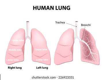 Lungs Anatomy Inscription Internal Organs Human Stock Vector (Royalty ...