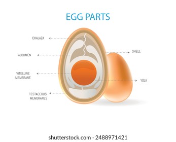 Detailed diagram illustrating the different parts of an egg, including the shell, yolk, albumen, chalaza, vitelline membrane, and testaceous membranes.