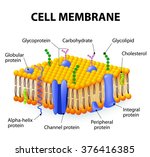 A detailed diagram models of cell membrane