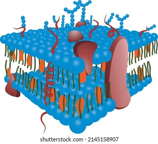 876 Plasma membrane Stock Vectors, Images & Vector Art | Shutterstock