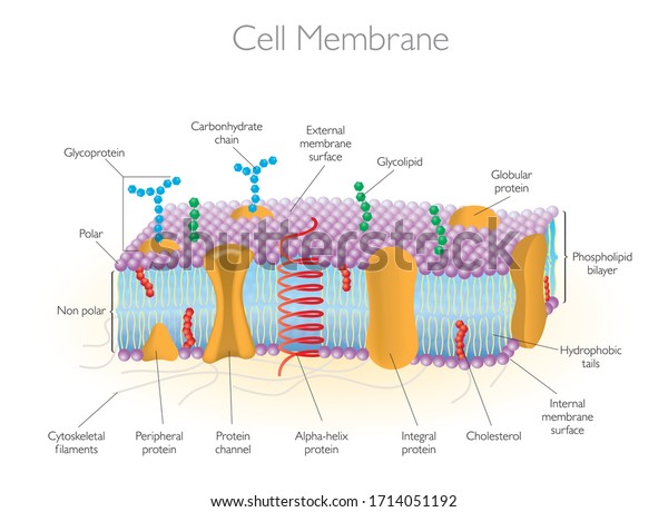 Detailed Diagram Models Cell Membrane Stock Vector (Royalty Free ...