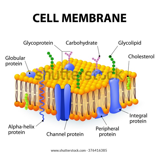 A detailed\
diagram models of cell\
membrane