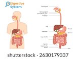 Detailed digestive system diagram inside human body outline with all organs clearly labeled and positioned for educational purposes