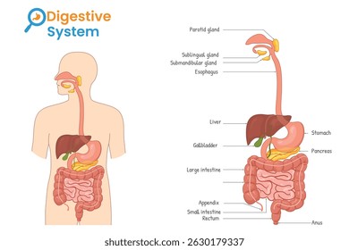 Diagrama detalhado do sistema digestivo no interior do corpo humano, com todos os órgãos claramente marcados e posicionados para fins educacionais