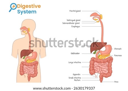 Detailed digestive system diagram inside human body outline with all organs clearly labeled and positioned for educational purposes