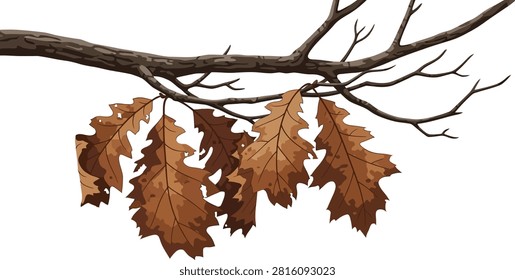 A detailed digital illustration of a bare tree branch with several dried brown oak leaves hanging down, isolated against a white background.