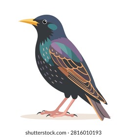A detailed digital illustration of a common starling bird with iridescent black feathers and yellow beak standing on a white background