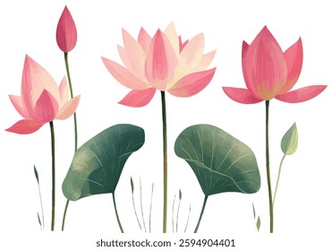 A detailed digital illustration of pink lotus flowers with green leaves on a light background. The elegant botanical artwork captures the beauty of nature
