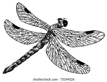 detailed dragonfly pencil drawing style, vector