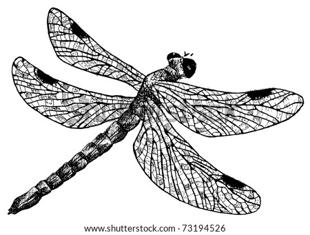 Detailed Dragonfly Pencil Drawing Style Vector Stock Vector (Royalty