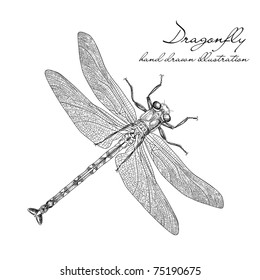 detailed dragonfly vector