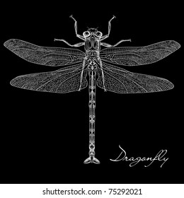 detailed dragonfly vector