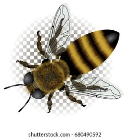 Dibujo detallado de la abeja con alas transparentes. Ilustración vectorial