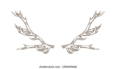 Detailed drawing of deer or reindeer antlers isolated on white background. Part of forest animal's body for protection. Monochrome realistic vector illustration in elegant woodcut style for logotype.