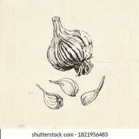 Detailed drawing of garlic bulb with cloves, vegetable clip art illustration