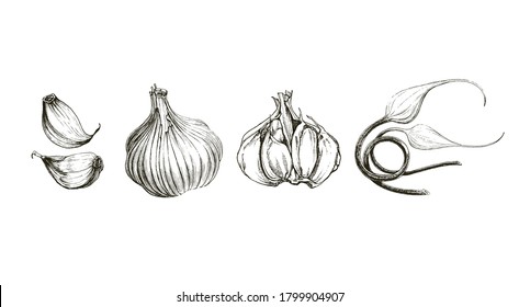 Detailed drawing of garlic bulbs with cloves