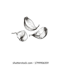 Detailed drawing of garlic cloves, clip art illustration