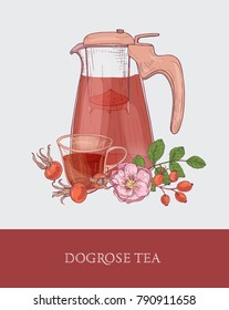 Detailed drawing of glass jug with strainer, cup of tea and dog rose flowers, leaves and red hips or fruits on gray background. Delicious healthy beverage. Colorful hand drawn vector illustration.