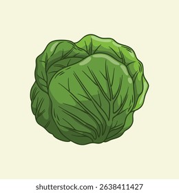 Detailed Drawing of a Green Cabbage Head