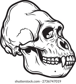 Detailed drawing of a monkey skull with sharp teeth