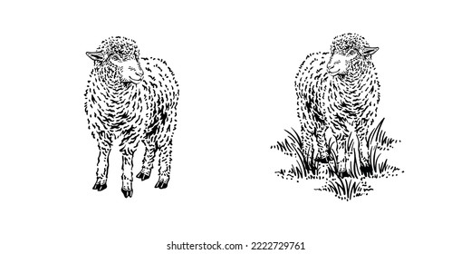 Detailed drawing of mountain sheep illustration vector design vintage 