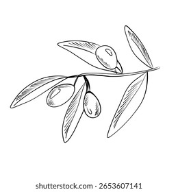 A detailed drawing of an olive branch showcases several olives nestled among vibrant green leaves. This artistic representation highlights the charm of this essential fruit.